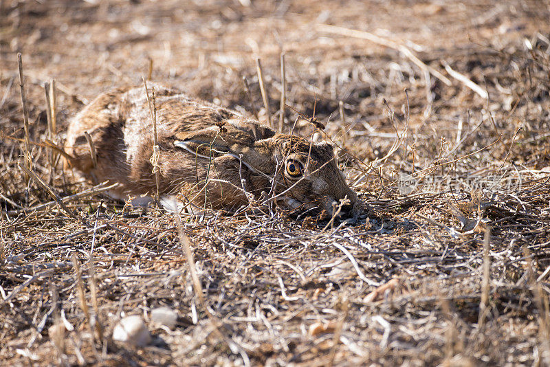 野兔(Lepus europaeus)蹲在干草中